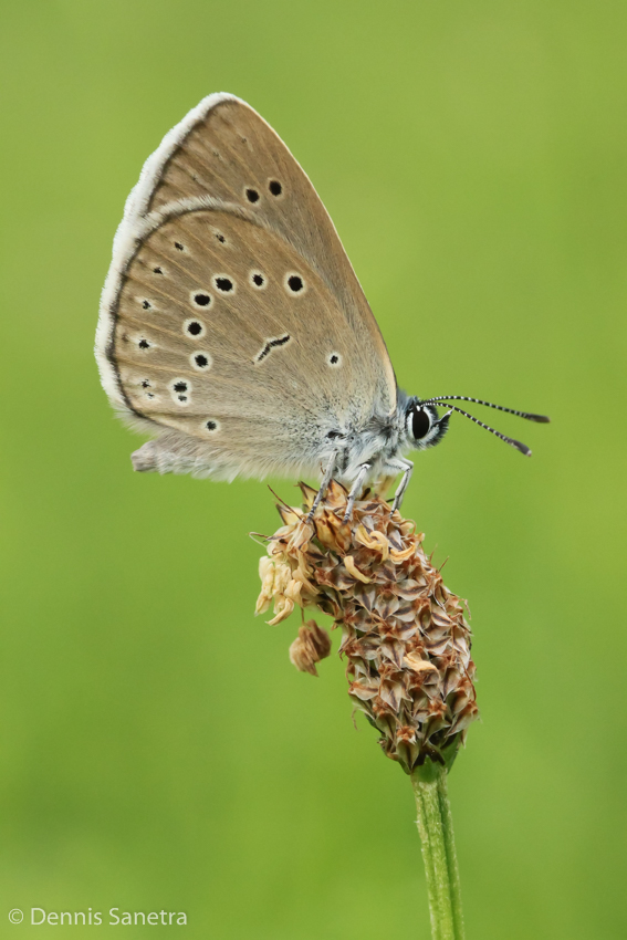 Heller Wiesenknopf-Ameisenbläuling (Maculinea teleius)