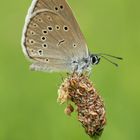 Heller Wiesenknopf-Ameisenbläuling (Maculinea teleius)