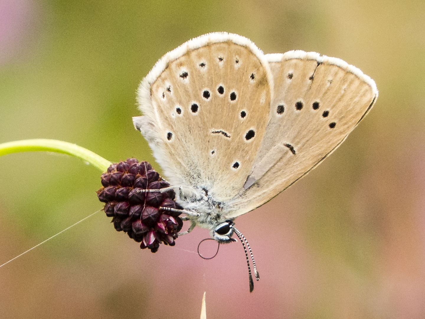 Heller Wiesenknopf-Ameisenbläuling (Maculinea teleius)