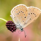 Heller Wiesenknopf-Ameisenbläuling (Maculinea teleius)