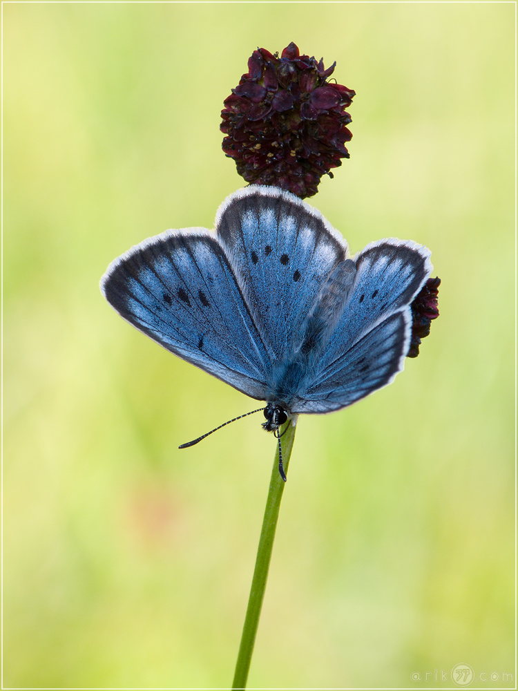 Heller Wiesenknopf-Ameisenbläuling - Maculinea teleius