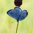 Heller Wiesenknopf-Ameisenbläuling - Maculinea teleius