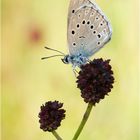 Heller Wiesenknopf-Ameisenbläuling - Maculinea teleius