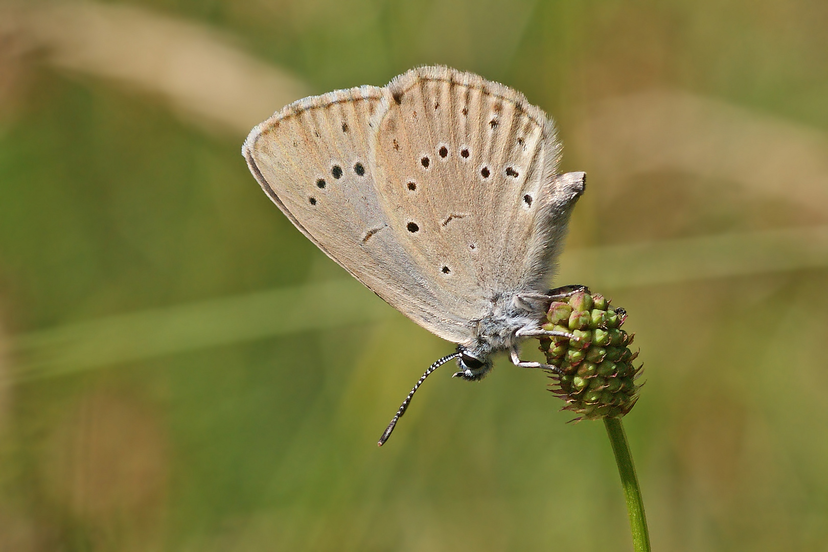 Heller Wiesenknopf-Ameisenbläuling (Maculinea teleius), Weibchen