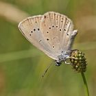 Heller Wiesenknopf-Ameisenbläuling (Maculinea teleius), Weibchen