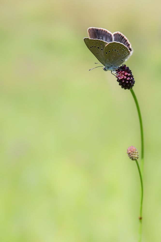 Heller Wiesenknopf-Ameisenbläuling (Phengaris teleius)