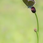 Heller Wiesenknopf-Ameisenbläuling (Phengaris teleius)