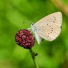 Heller Wiesenknopf-Ameisenbläuling (Phengaris teleius)