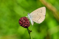 Heller Wiesenknopf-Ameisenbläuling (Phengaris teleius)