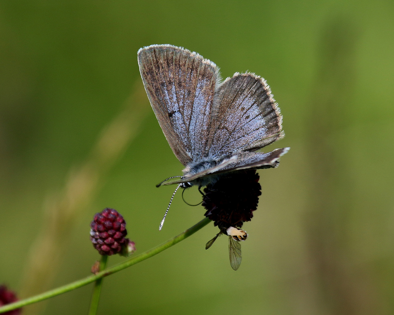 Heller Wiesenknopf-Ameisenbläuling, Phengaris teleius ...