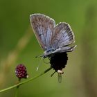 Heller Wiesenknopf-Ameisenbläuling, Phengaris teleius ...