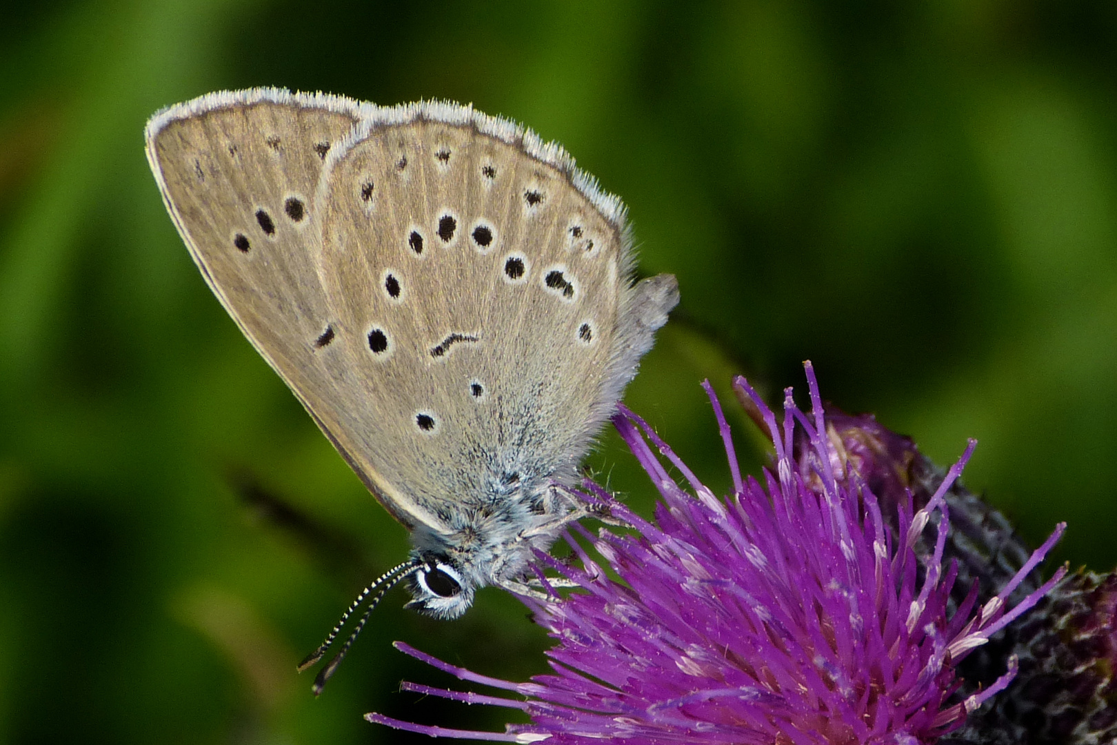 Heller Wiesenknopf-Bläuling