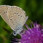 Heller Wiesenknopf-Bläuling