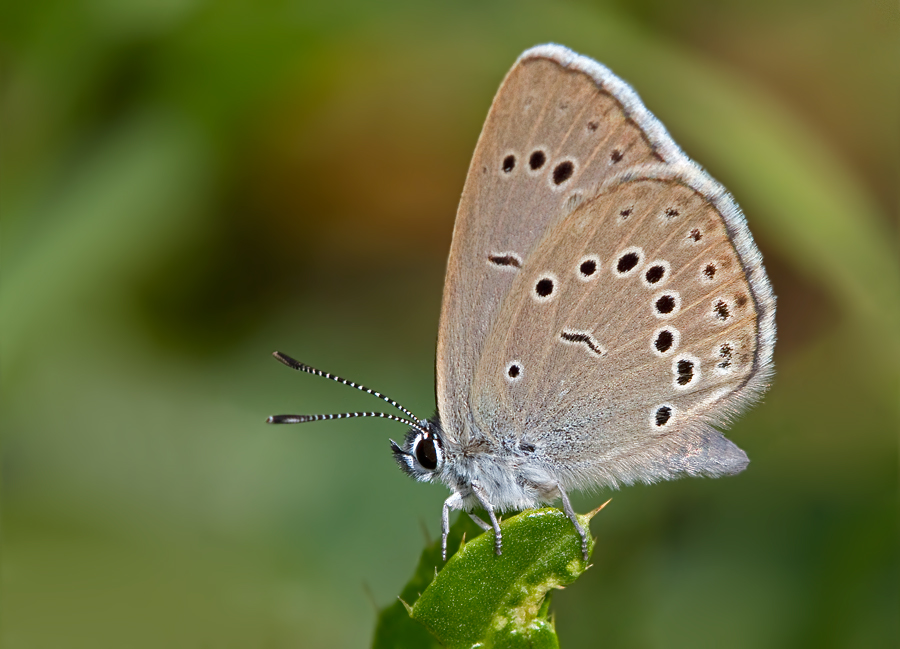 Heller-Wiesenknopf-Bläuling