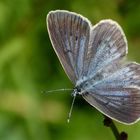 Heller Wiesenknopf-Bläuling, Weibchenoberseite