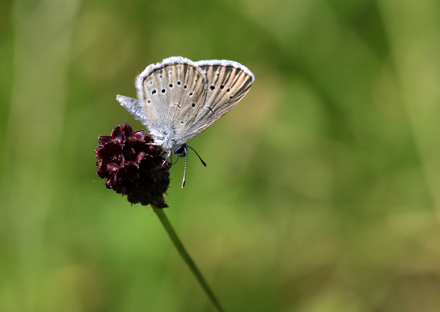 Heller Wiesenknopfameisenbläuling