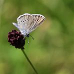 Heller Wiesenknopfameisenbläuling