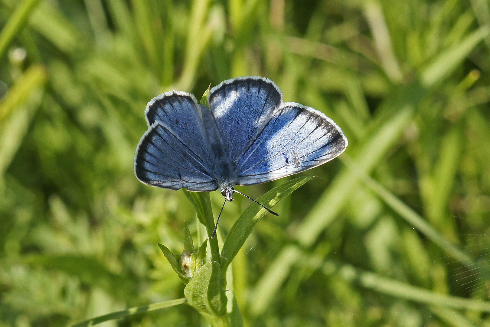 Heller Wiesenknopfameisenbläuling (Maculinea teleius), Männchen