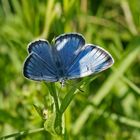 Heller Wiesenknopfameisenbläuling (Maculinea teleius), Männchen