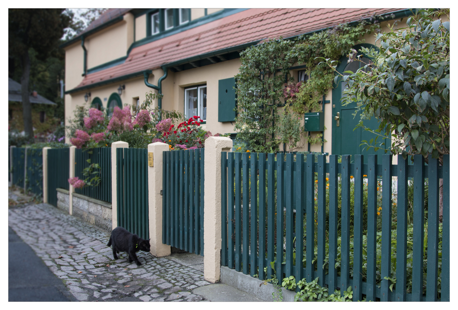 Hellerau Dorfidylle mit Katze