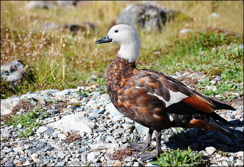 hellere Paradieskasarka-Ente