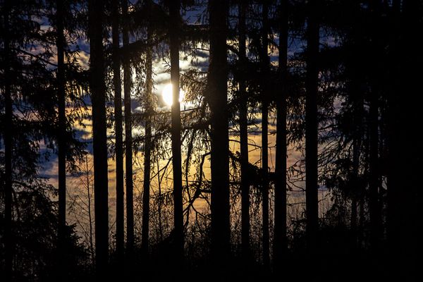 Helles Mondlicht im dunklen Wald