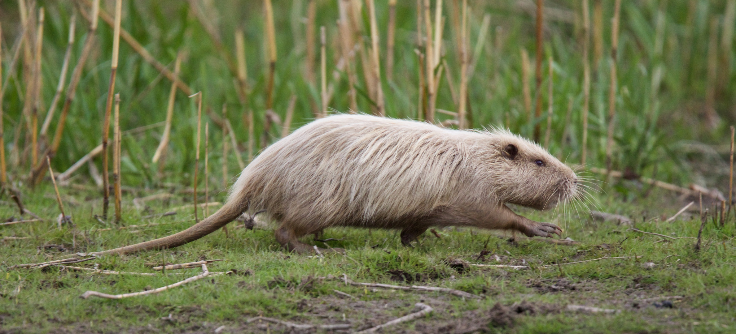 helles Nutria