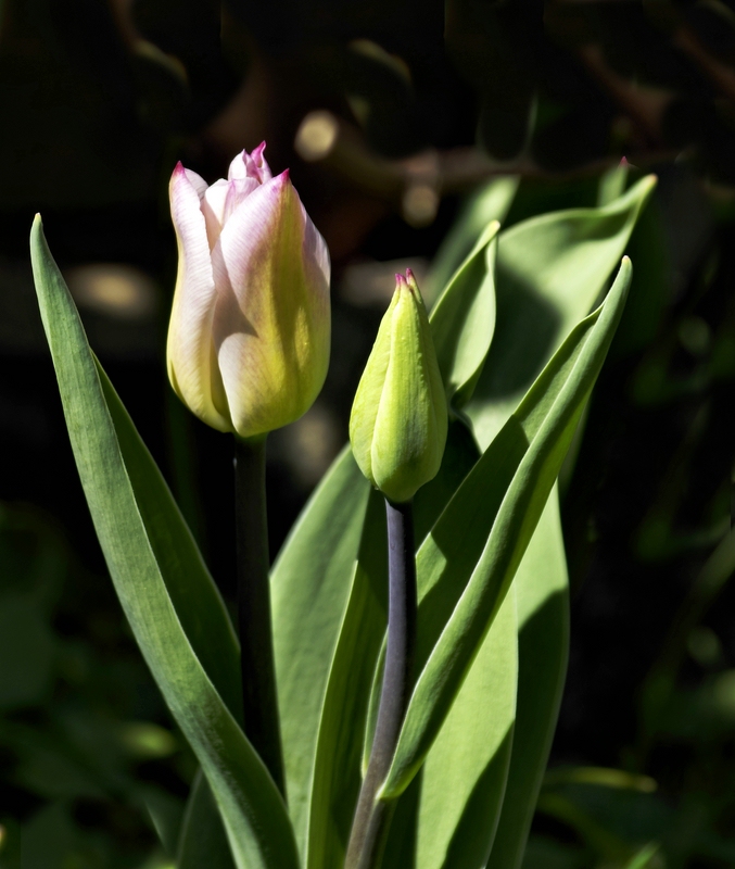 HelleTulpen