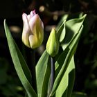 HelleTulpen