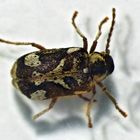 Hellfarbener Nagekäfer (Hedobia imperialis)