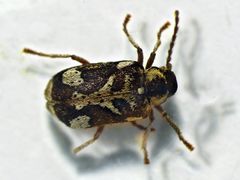 Hellfarbener Nagekäfer (Hedobia imperialis)