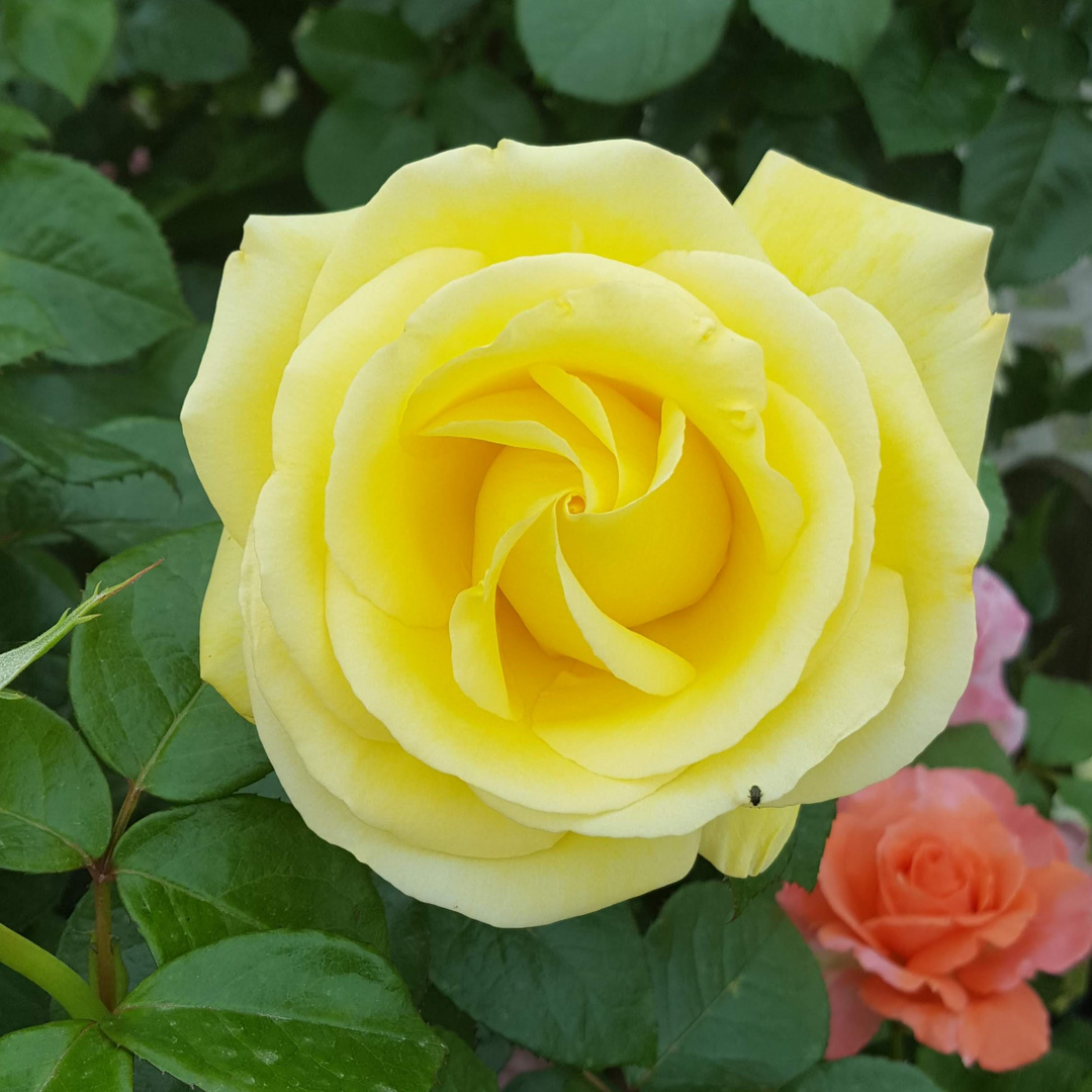 Hellgelbe Rose