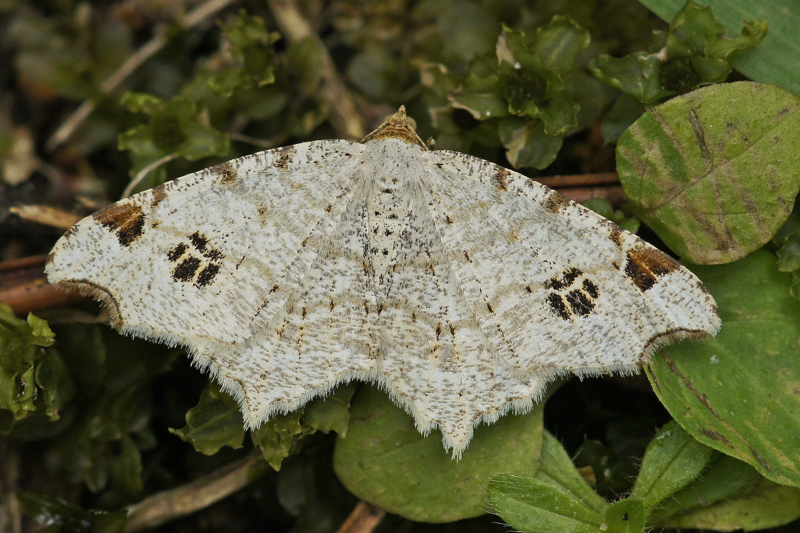 Hellgrauer Eckflügelspanner (Macaria notata)