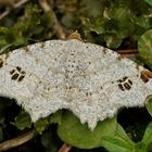 Hellgrauer Eckflügelspanner (Macaria notata)