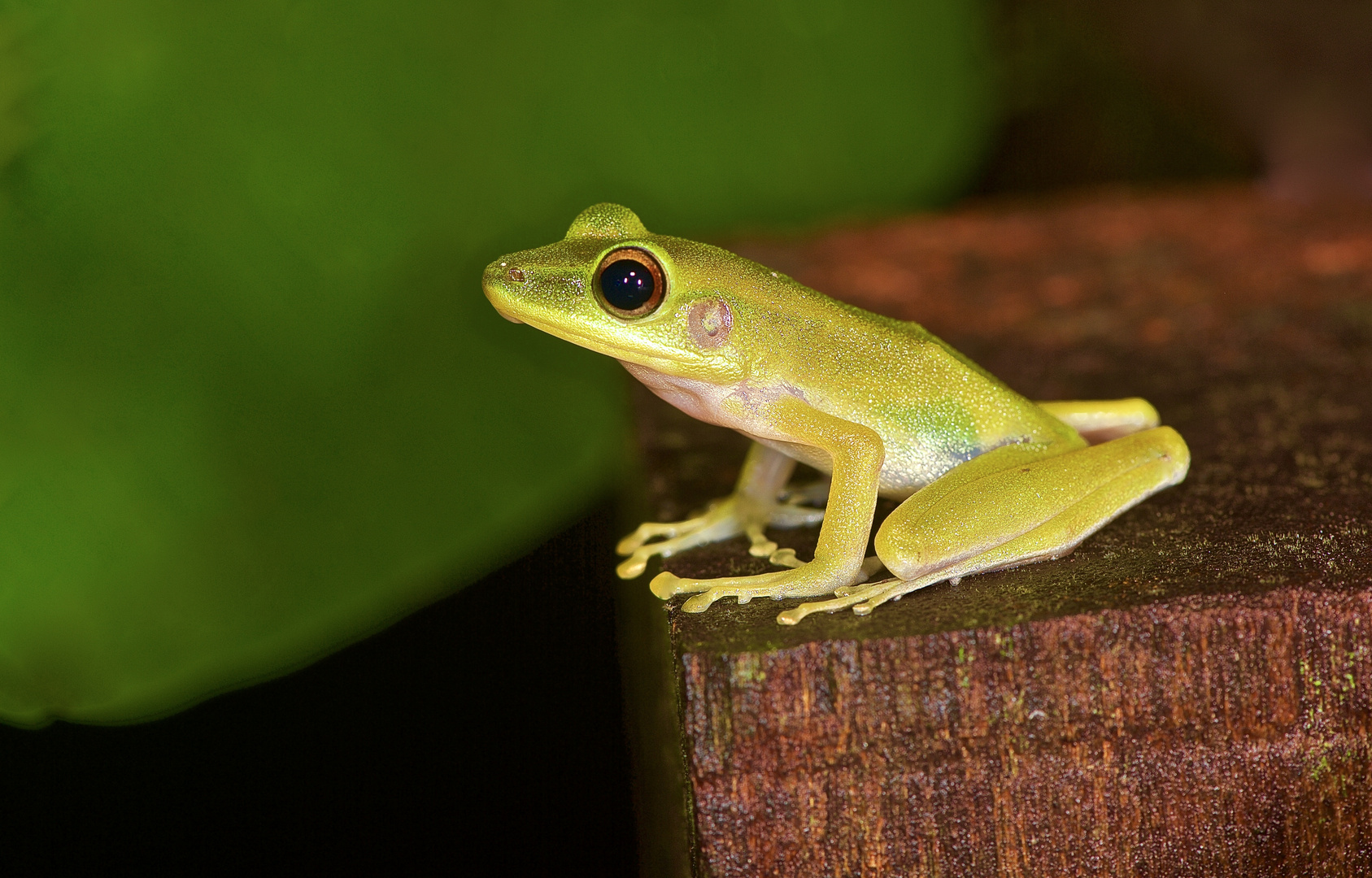 Hellgrüner Frosch aus dem Regenwald von Borneo