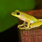 Hellgrüner Frosch aus dem Regenwald von Borneo