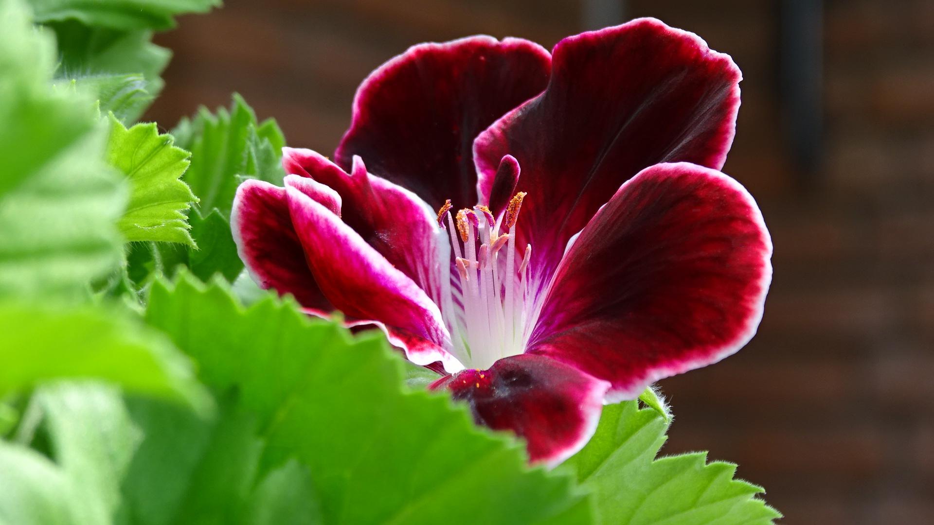 Hellleuchtendes Blüteninneres der samtroten Blüte einer Geranie auf grünem Blättergrund