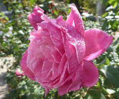 hellmagenta Rosenblüte mit Tropfen von der Seite