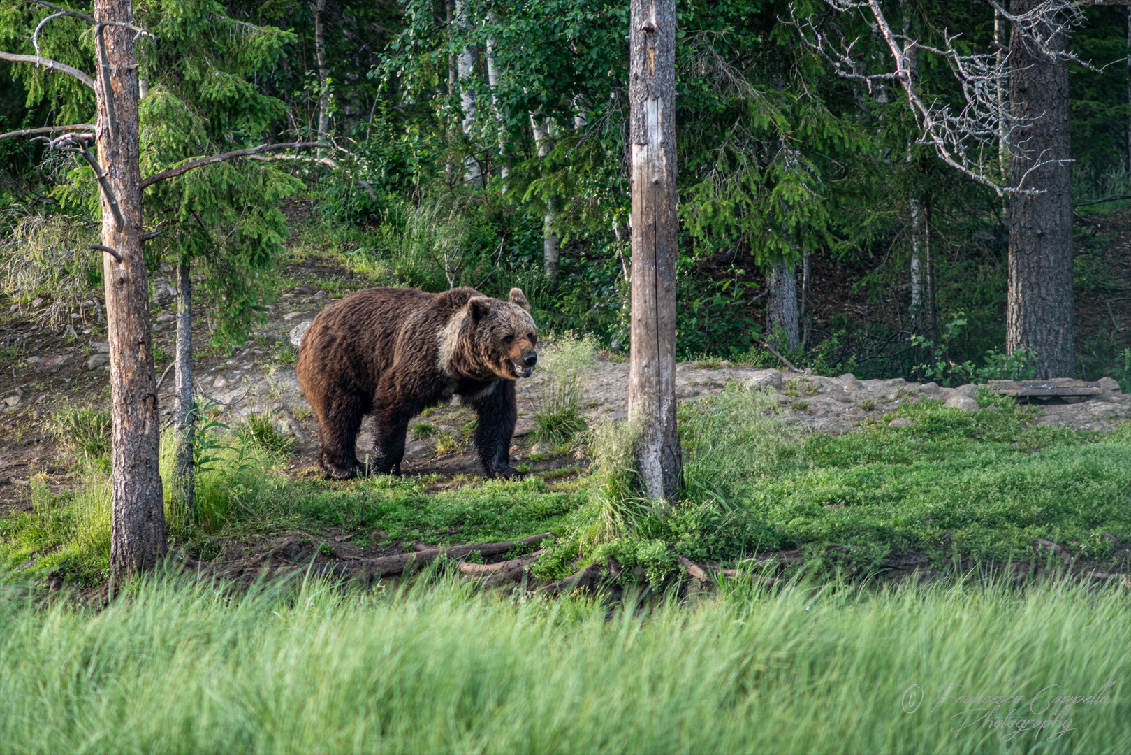 Hello Bear Foto & Bild | europe, scandinavia, finland Bilder auf ...