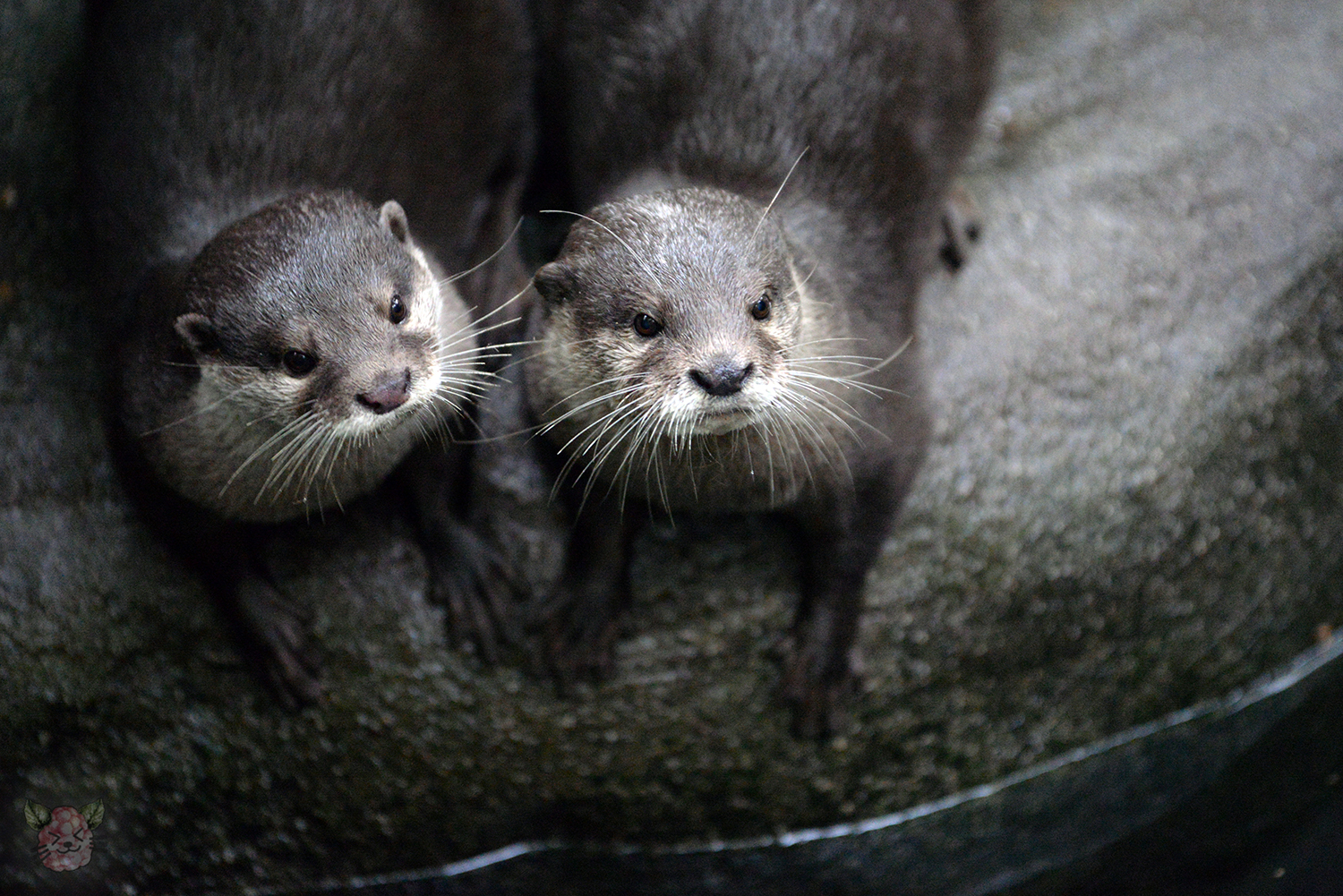 Hello from the Otters