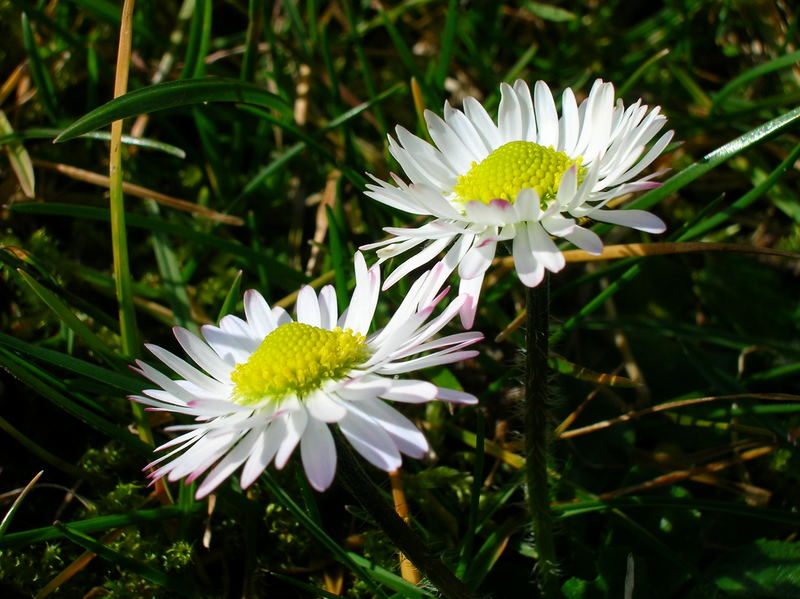 hello Frühling!