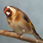 Hello Goldfinch