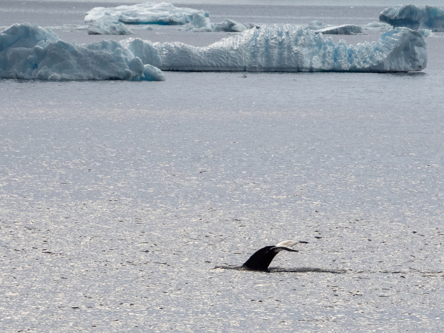 Hello Humpback!