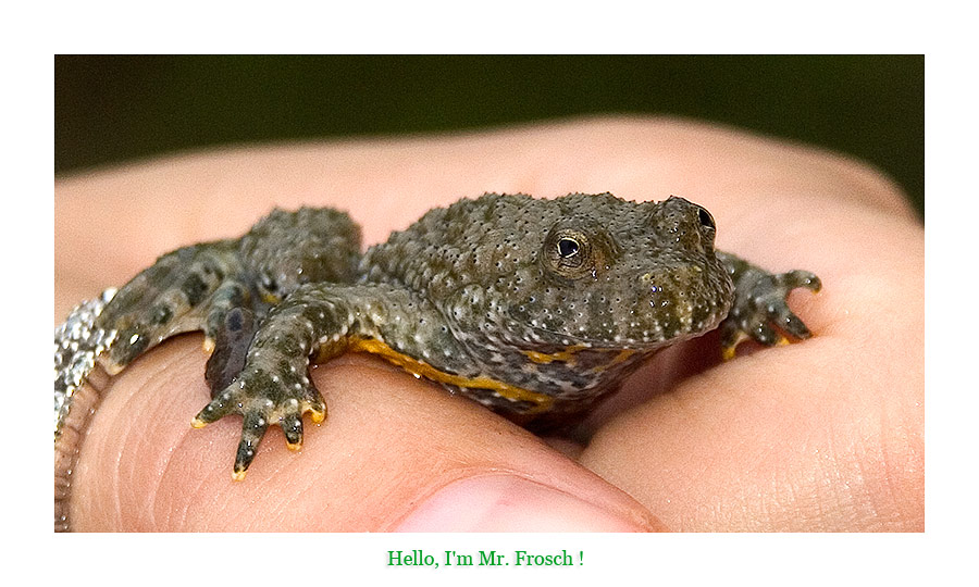 Hello, I'm Mr. Frosch!