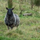 Hello, I'm the sheep with the pink ear rings