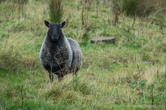 Hello, I'm the sheep with the pink ear rings