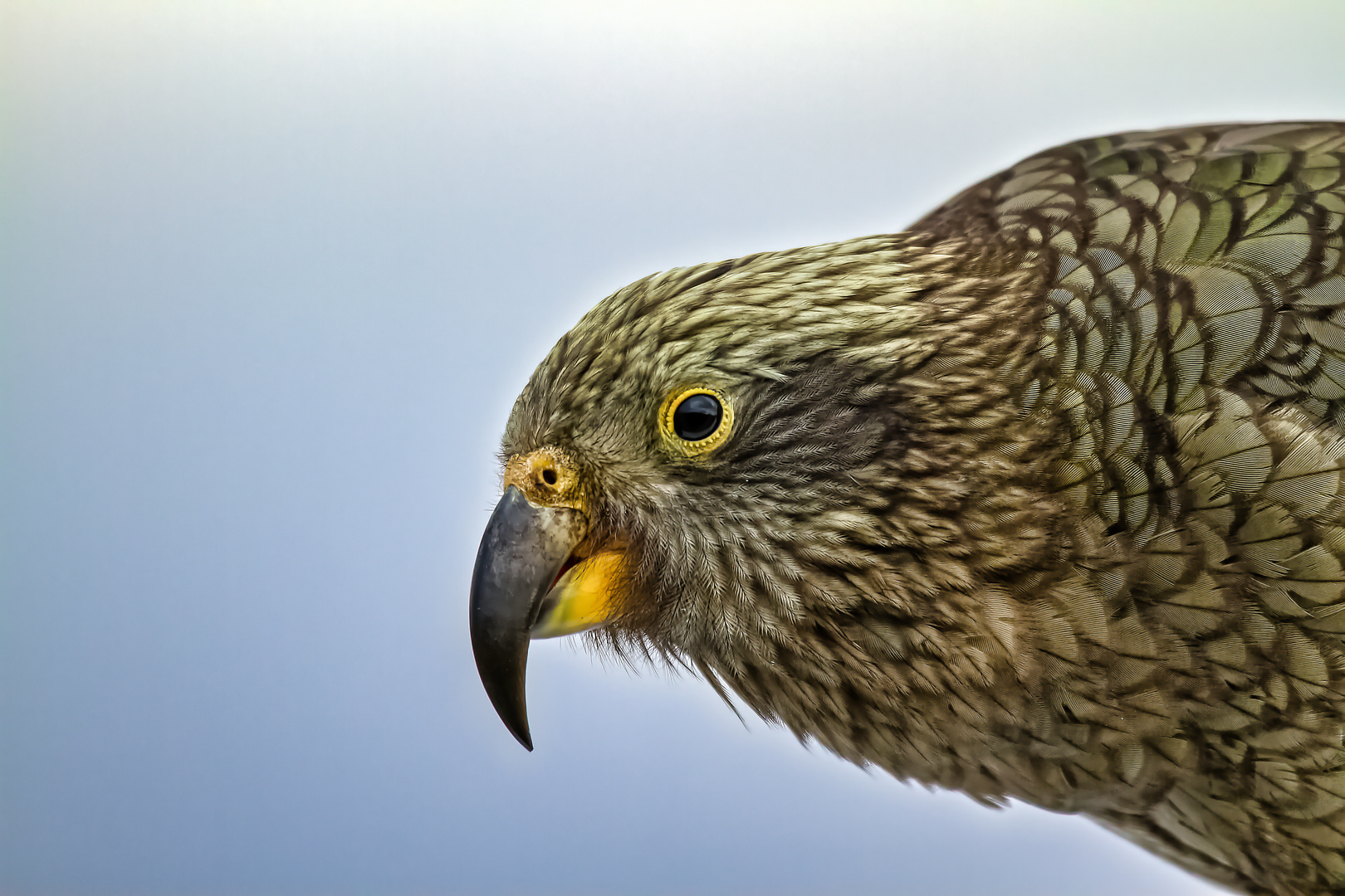 Hello Kea