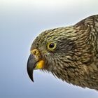 Hello Kea