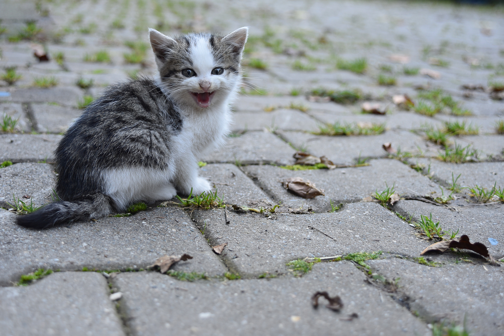 Hello Kitten!