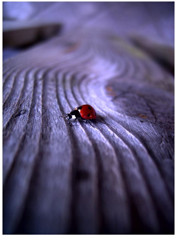 Hello Ladybird